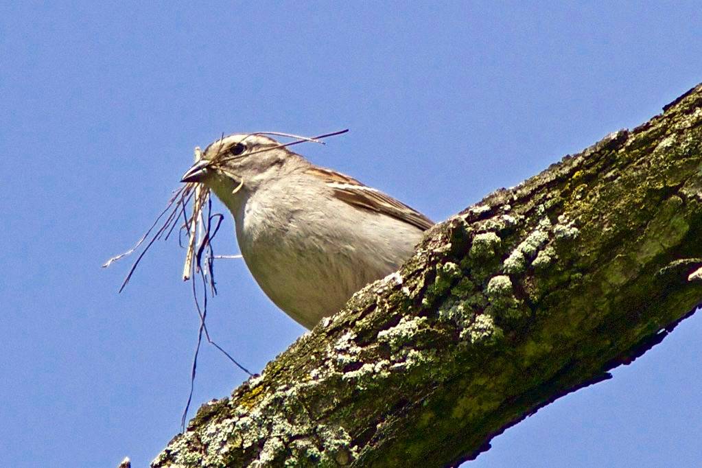 Chipping sparrow by hmclin is licensed under CC BY-NC-ND 2.0